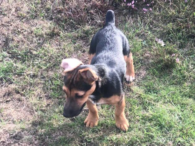 Minature jack Russell dog for sale in Lymington, Hampshire