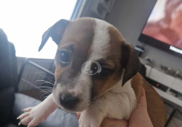 Jack Russell Puppies for sale in Belfast