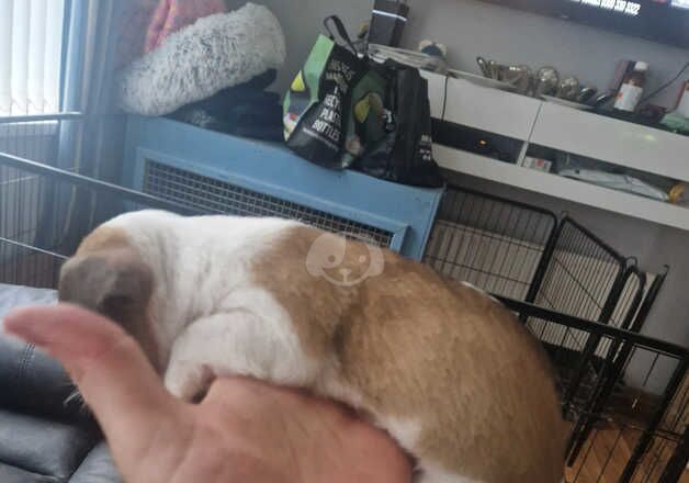 Jack Russell Puppies for sale