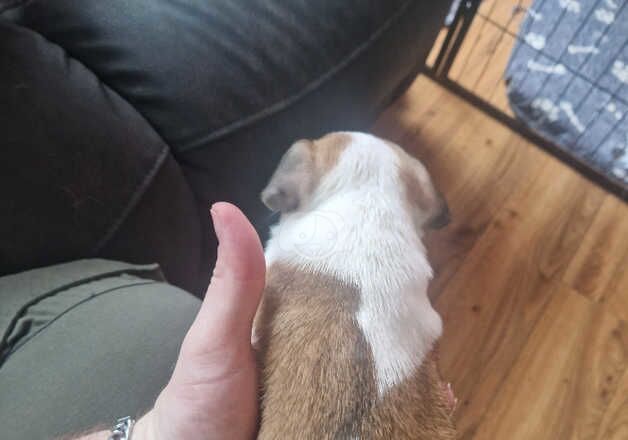 Minature jack russell puppies for sale in Belfast, Belfast - Image 5