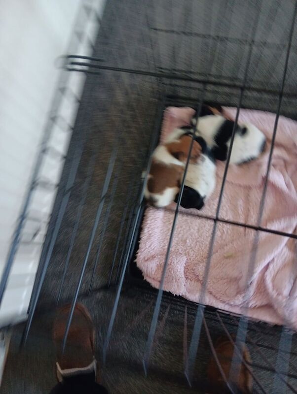 Minature jack russells for sale in Airdrie, Lanarkshire