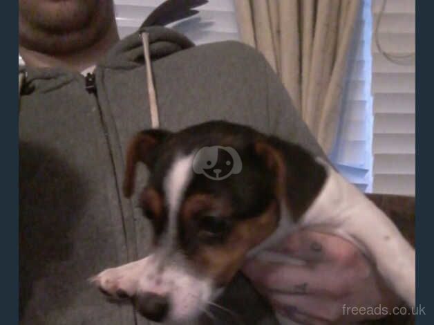 Mini jack Russel pup female for sale in Dungannon, Dungannon