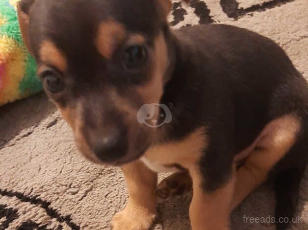 Mini jack russel puppies for sale in Doncaster, South Yorkshire - Image 3