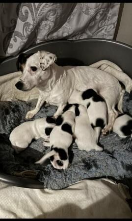 Mini Jack Russel pups ready to leave… for sale in Aycliffe Village, County Durham