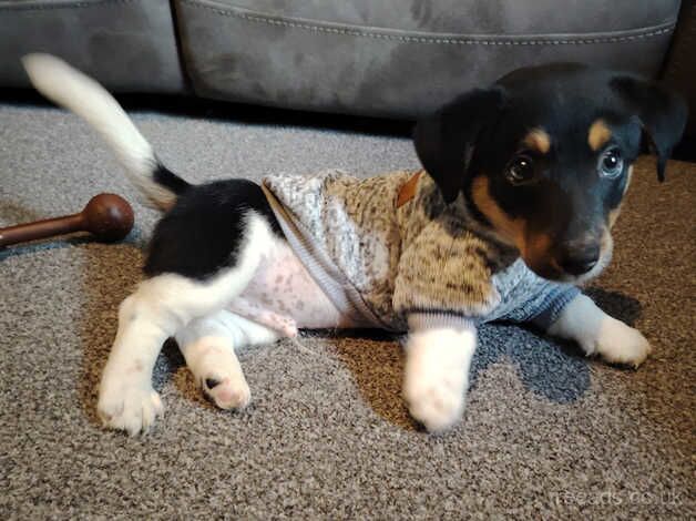 Mini jack Russell for sale in Glasgow, Glasgow City