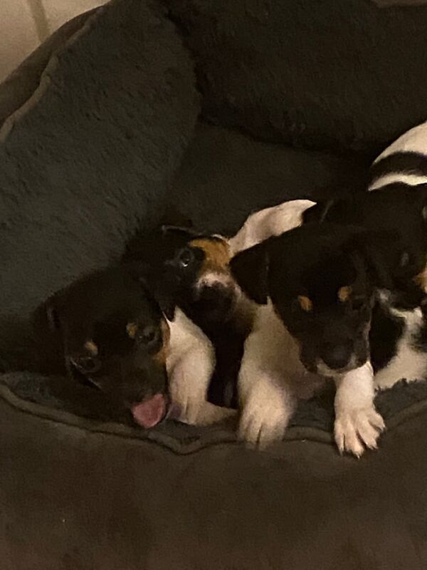 Mini Jack Russell puppies for sale in Lesmahagow, South Lanarkshire