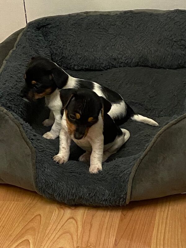 Mini Jack Russell puppies for sale in Lesmahagow, South Lanarkshire - Image 3