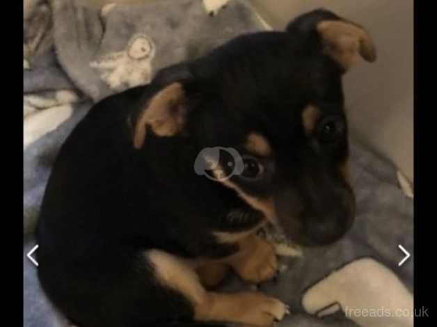 Mini Jack Russells for sale in Mansfield, Nottinghamshire - Image 1