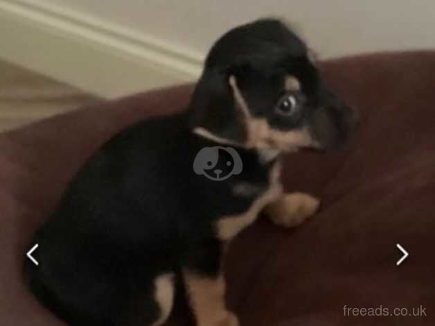 Mini Jack Russells for sale in Mansfield, Nottinghamshire - Image 5