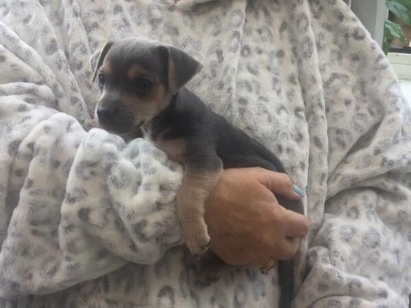 miniature blue and tan Jack Russell Terrier for sale in Derby, Derbyshire - Image 2