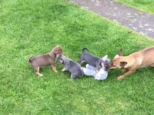 miniature blue and tan Jack Russell Terrier for sale in Derby, Derbyshire - Image 3