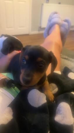 Miniature Dachshund x jack russel puppy's for sale in Poole, Dorset - Image 1