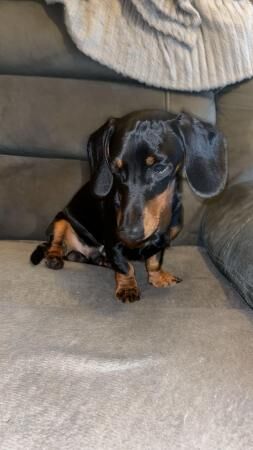 Miniature Dachshund x jack russel puppy's for sale in Poole, Dorset - Image 3