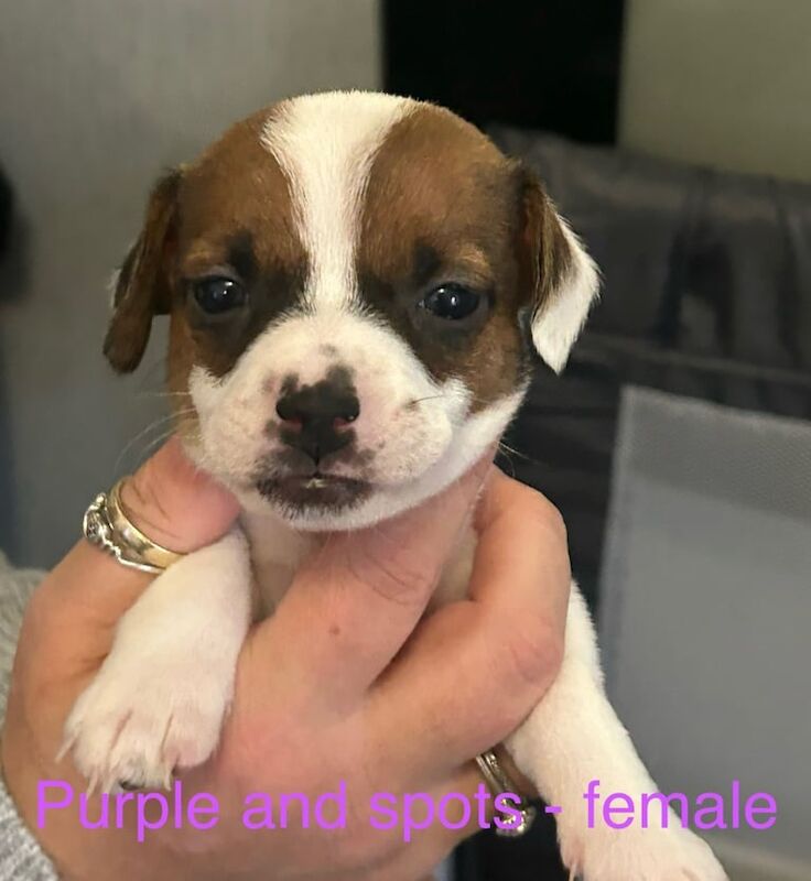 Miniature Jack Russel Puppies for sale in Leven, Fife