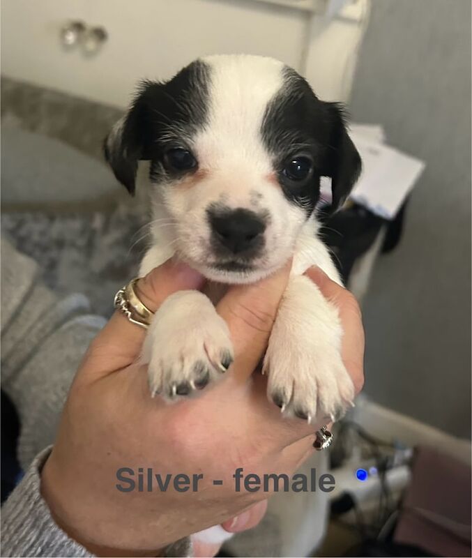 Miniature Jack Russel Puppies for sale in Leven, Fife - Image 2