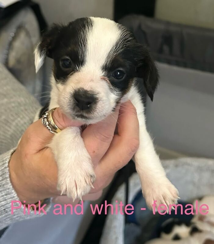 Miniature Jack Russel Puppies for sale in Leven, Fife - Image 3