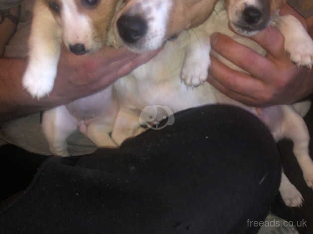 Miniature Jack russel puppies for sale in Portrush, Coleraine