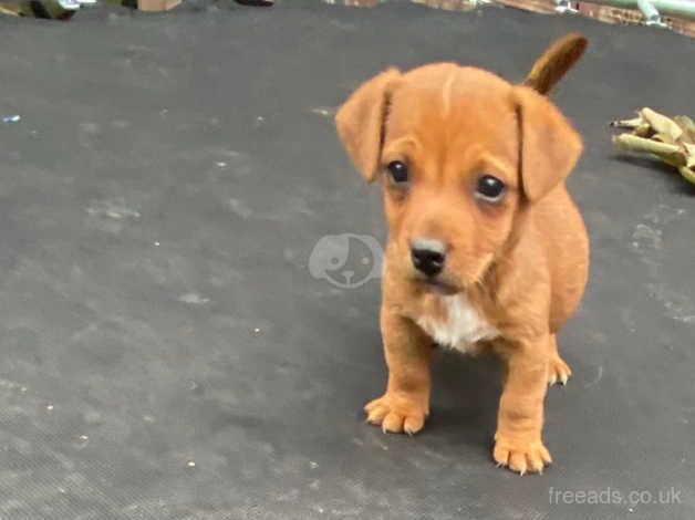 Jack Russells for sale in Exeter, Devon