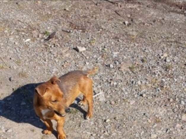 Miniature Jack Russel terrier for sale in Pontypool/Pont-y-pwl, Torfaen