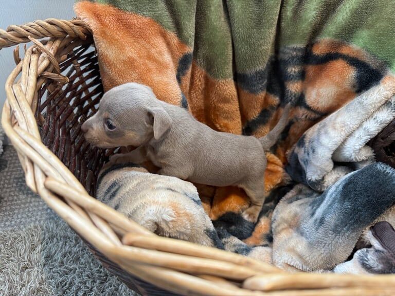 Miniature Jack Russell for sale in Highbridge, Somerset - Image 2