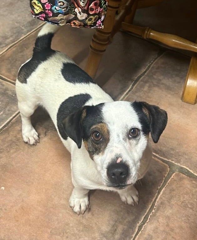 Miniature Jack Russell for sale in Armagh, County Armagh