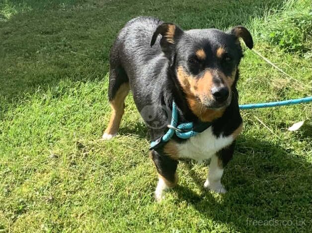 Miniature jack Russell bitch for sale. for sale in Biggar, South Lanarkshire - Image 1