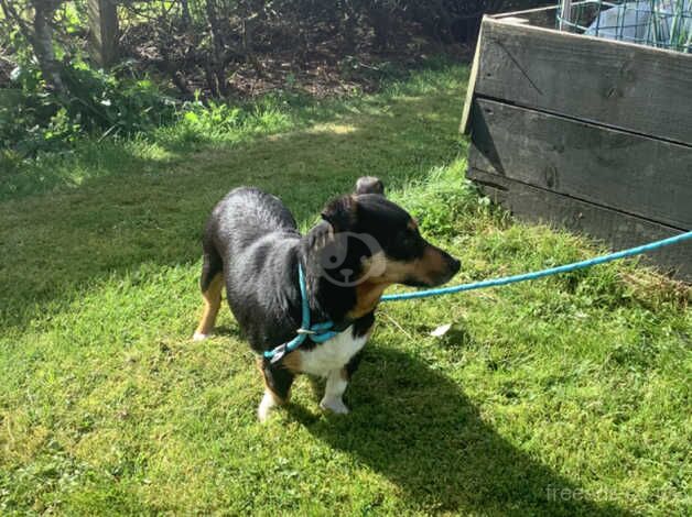 Miniature jack Russell bitch for sale. for sale in Biggar, South Lanarkshire - Image 2