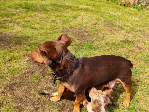 Miniature Jack Russell Bitch for sale in Market Drayton, Shropshire - Image 2