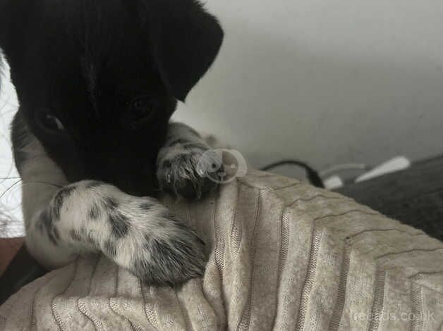 Miniature jack Russell for sale in Belfast, Belfast - Image 3