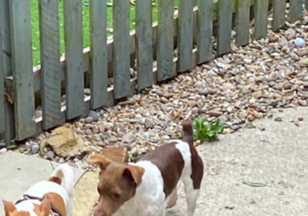 Miniature Jack russell for sale in Bradford, West Yorkshire - Image 4