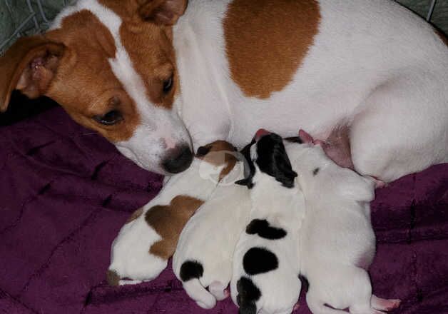 Miniature Jack russell for sale in Bradford, West Yorkshire - Image 5