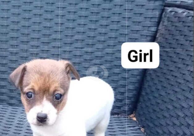 Miniature jack russell for sale in Cranbrook, Redbridge, Greater London