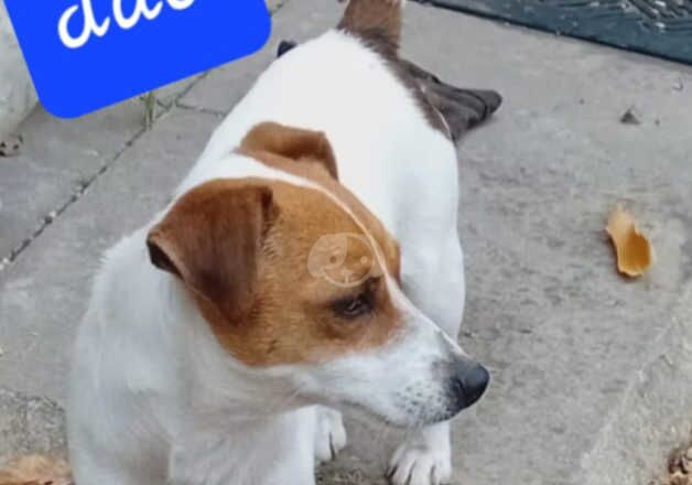 Miniature jack russell for sale in Cranbrook, Redbridge, Greater London - Image 2