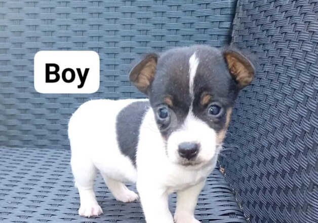 Jack Russell Puppies for sale in Greater London