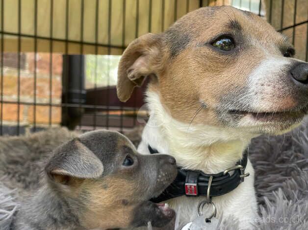 Miniature Jack Russell for sale in Aylesbury, Buckinghamshire - Image 1