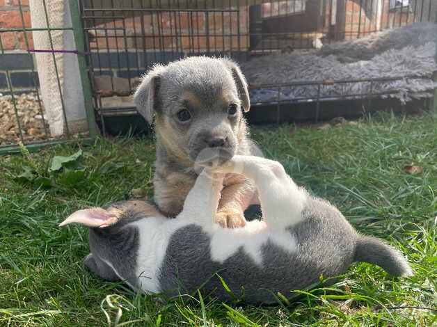 Miniature Jack Russell for sale in Aylesbury, Buckinghamshire - Image 2