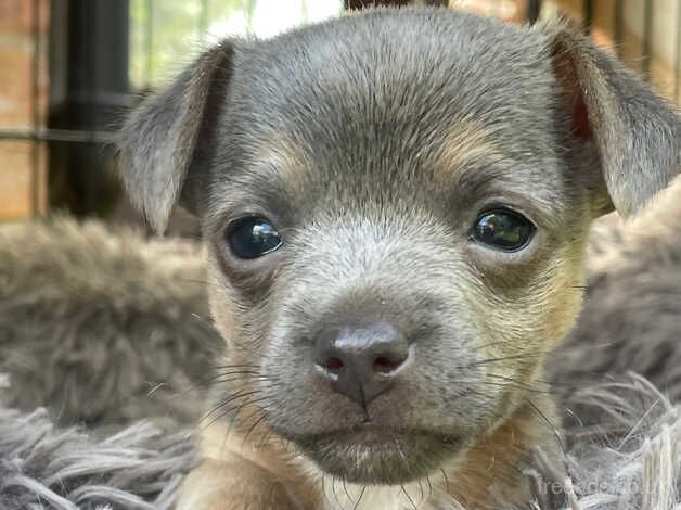 Miniature Jack Russell for sale in Aylesbury, Buckinghamshire - Image 3