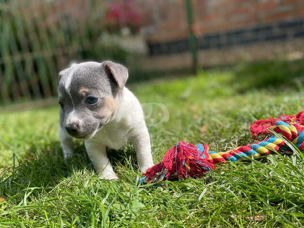 Miniature Jack Russell for sale in Aylesbury, Buckinghamshire - Image 5