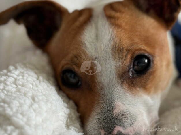 Miniature Jack Russell for sale in Dunfermline, Fife