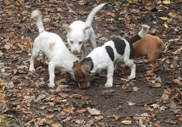 MINIATURE JACK RUSSELL for sale in Pontypool/Pont-y-pwl, Torfaen