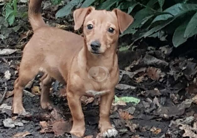 MINIATURE JACK RUSSELL for sale in Pontypool/Pont-y-pwl, Torfaen - Image 2