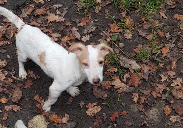 MINIATURE JACK RUSSELL for sale in Pontypool/Pont-y-pwl, Torfaen - Image 3