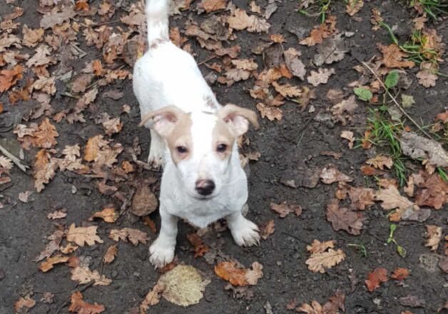 MINIATURE JACK RUSSELL for sale in Pontypool/Pont-y-pwl, Torfaen - Image 4