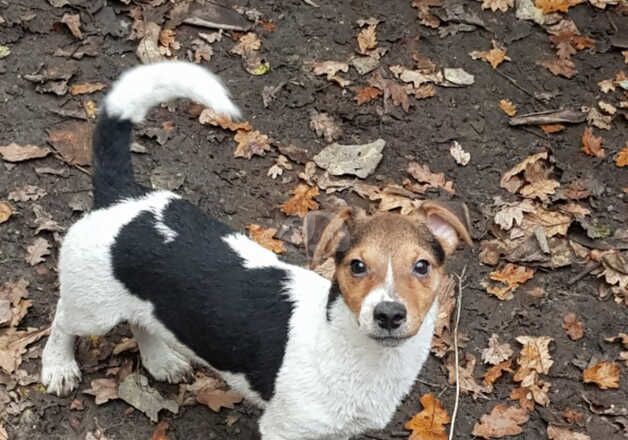 MINIATURE JACK RUSSELL for sale in Pontypool/Pont-y-pwl, Torfaen - Image 5