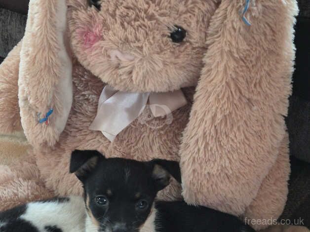 Miniature jack Russell for sale in Edinburgh, City of Edinburgh - Image 1