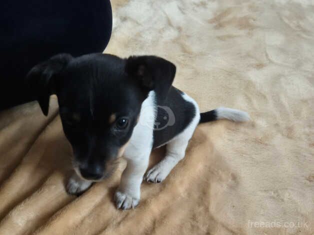 Miniature jack Russell for sale in Edinburgh, City of Edinburgh - Image 2