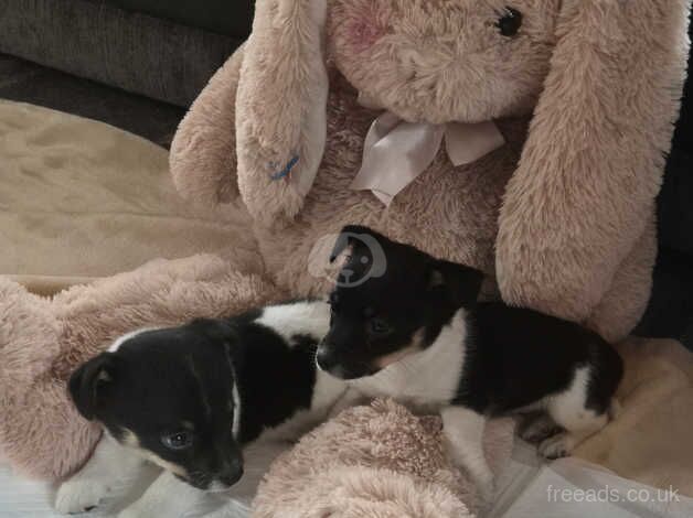 Miniature jack Russell for sale in Edinburgh, City of Edinburgh - Image 4