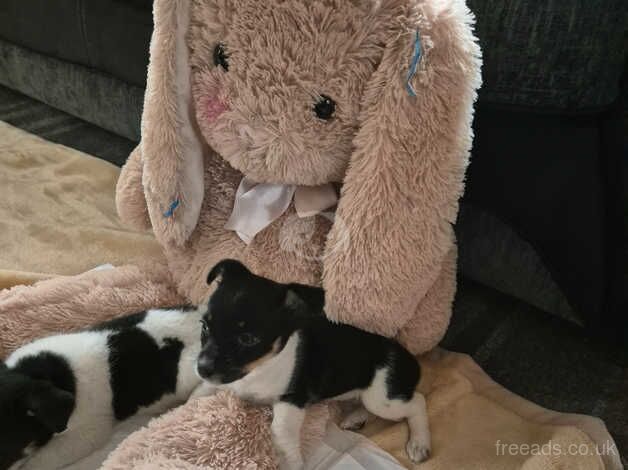 Miniature jack Russell for sale in Edinburgh, City of Edinburgh - Image 5