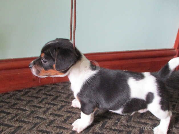 miniature jack russell pup for sale in Swansea, Swansea