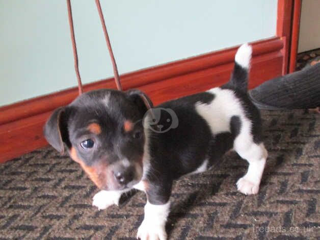 miniature jack russell pup for sale in Swansea, Swansea - Image 2